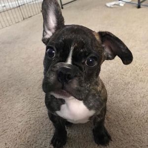 Meet your Posher, Tyson